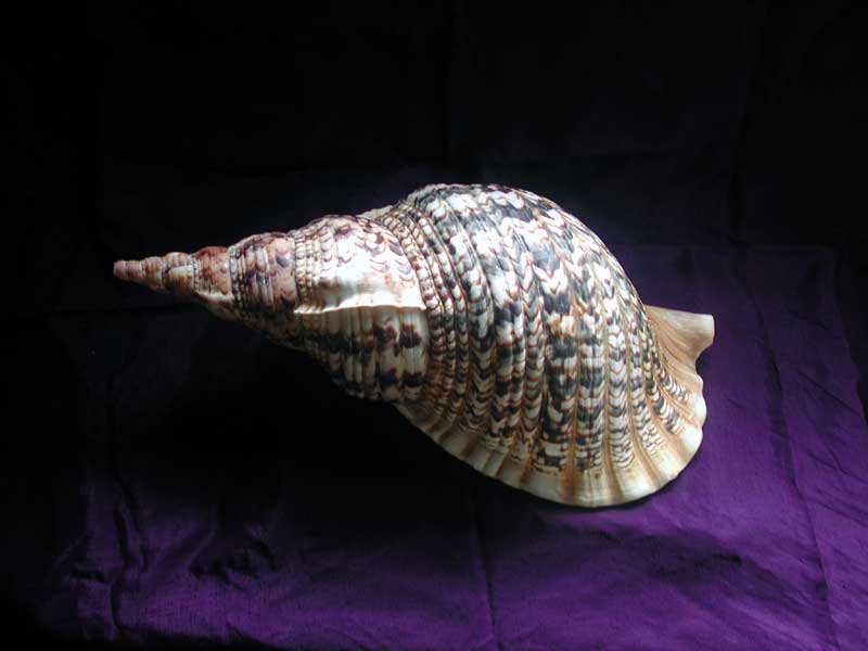 ���ꥸ�ʥ�ˡ�泭��Ĺ�����������