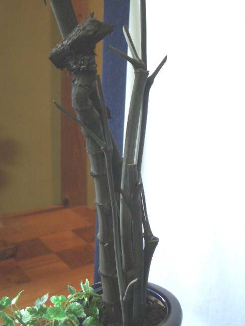 ��������ú�Υ��֥���������